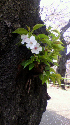 2011041113350001.jpg